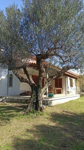 Ogród w obiekcie Nafpaktos cottage by the sea for travelers and dreamers!