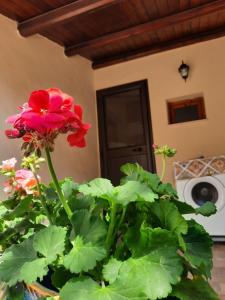 Zahrada ubytování La Sicilia in casa