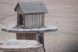 uma ave está de pé num alimentador de aves em Karbani Inn em Carlsbad