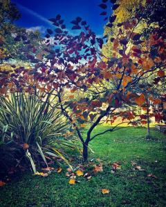 a tree with colorful leaves next to a plant at Studio Muret atypique in Muret