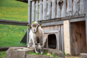 Altri animali domestici presso l'appartamento o nei dintorni