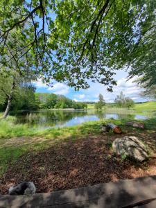 a view of a lake from under a tree at Tiny des Rêves in Beulotte-Saint-Laurent