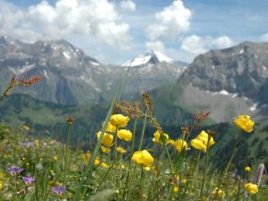 a field of yellow flowers with mountains in the background at Apartment Bärgchutzli 1- Stock by Interhome in Adelboden