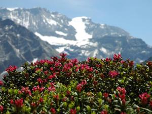 a bush with pink flowers in front of a mountain at Apartment Bärgchutzli 1- Stock by Interhome in Adelboden