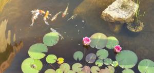 a pond with pink flowers and lily pads at CYRIS - Chambres Duplex - Spa & Piscine Centre ville in Saint-Germain-des-Fossés