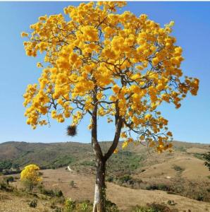 a yellow tree on the side of a hill at Pousada e Restaurante Boia Cross in Vargem Bonita
