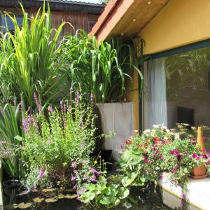 Zahrada ubytování Ferienwohnung "Eifelstueffje"
