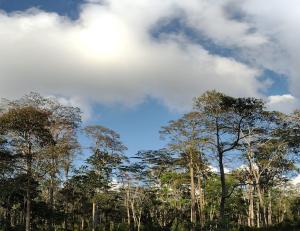 un grupo de árboles con un cielo nublado en el fondo en Hotel Hacienda El Roble, en Los Santos