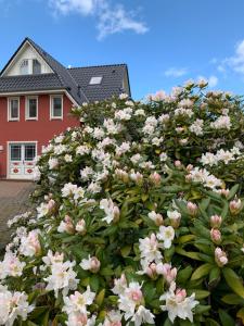 ein großer Busch mit weißen Blumen vor einem Haus in der Unterkunft Ferienwohnung Strandgut - Kavelweg 9 - Zingst in Zingst