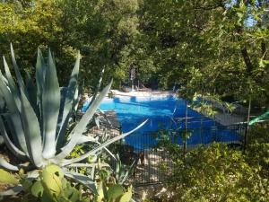 a large blue swimming pool with a large plant at Grande maison avec piscine in Lorgues