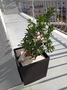 uma planta num cesto ao lado de um edifício em Apartment Ankica with beautiful sea view em Podstrana