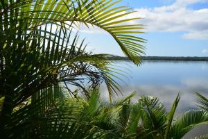 widok na zbiornik wodny z palmą w obiekcie Camping Mirante dos Golfinhos w mieście Cananéia