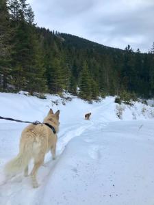 un perro con una correa caminando por la nieve en Apartment 26 Eighty, en Semmering