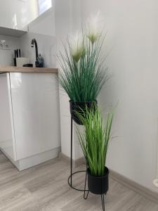 Kuchyňa alebo kuchynka v ubytovaní D&V Apartman