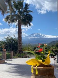 Ein Blumentopf mit Blumen vor einem Berg in der Unterkunft La Pomelia B&b Sofia in Trappitello