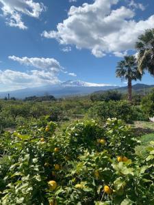 ein Orangengarten mit einer Palme im Hintergrund in der Unterkunft La Pomelia B&b Sofia in Trappitello