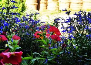 a group of flowers in a garden at ⁂⁂ GITE LES HERABLES [CLEDICIHOME] Gîte de charme // JACCUZI // SALLE DE JEUX ⁂⁂ in Granges-sur-Vologne