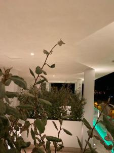 a plant in a white planter in a house at EUROPA Hotel in Vasto
