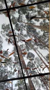 a view of trees from underneath a glass ceiling at Latibule Glamping in La Vega