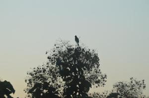 a bird perched on the top of a tree at Ridge Boundary View in Dambulla