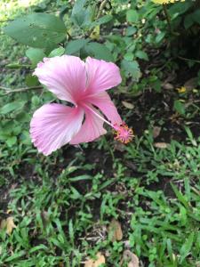 a pink flower sitting in the grass at Casa Capirona 2 - Laguna Azul in Tarapoto