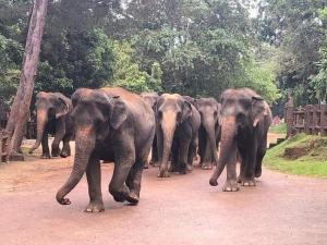 Altri animali domestici presso l'affittacamere o nei dintorni