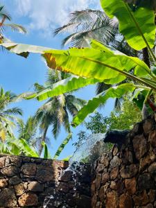 Giardino di Mango Tree House