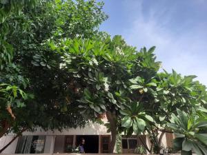 a group of trees in front of a building at Mukam, Boutique Homestay in Jaipur