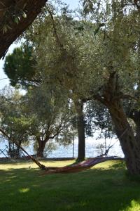 drzewo z hamakiem na polu trawy w obiekcie Sunset view apartment w mieście Afissos