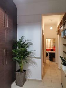 a hallway with a potted plant in a room at Santi Padri Apartment in Corfu