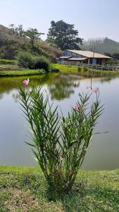 a plant in front of a lake with a house at Hotel Fazenda Monteiro in Conservatória