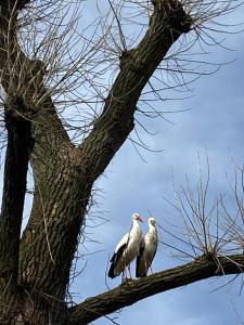 two birds are sitting on a tree branch at Landgoed de Bongel in De Wijk