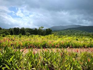 un campo di fiori con montagne sullo sfondo di The Postcard Hideaway, Netravali Wildlife Sanctuary, Goa a Vichondrem