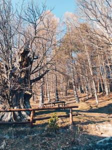 um banco de madeira num parque ao lado de uma árvore em Agriturismo il fosso em Cutigliano