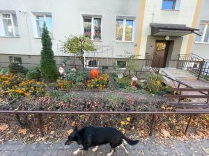 Ein schwarzer Hund, der vor einem Haus läuft. in der Unterkunft Cosy studio in quiet location in Puławy