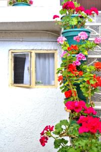 Ogród w obiekcie Hotel Itzamana
