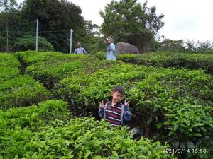 a young boy standing in a field of bushes at Netasha holiday inn and apartment in Cameron Highlands