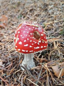 un hongo rojo y blanco sentado en el suelo en Toad Hall Hostel, en Machynlleth