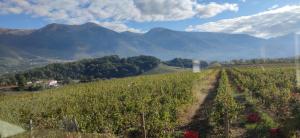 a view of a vineyard with mountains in the background at Vigna al Parco in Alvito