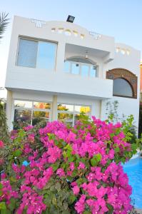 Zahrada ubytování Villa Shahrazad Sharm El Sheikh