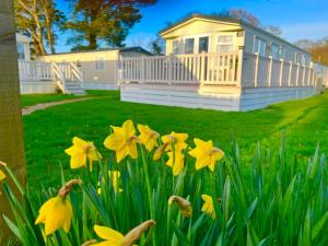 a group of yellow daffodils in front of a house at forest beach bashley park in Sway