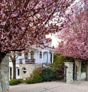 a white house with pink flowering trees in front of it at Szent Kristof Panzio in Vonyarcvashegy