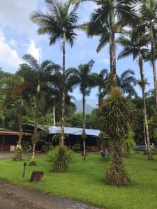 a group of palm trees in front of a building at Lync Haven Rainforest Retreat in Diwan
