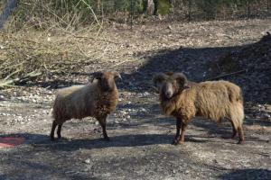 two sheep standing on a dirt road at camping parc des roches in Souzy-la-Briche +4 photos