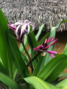 eine Pflanze mit rosa Blumen und grünen Blättern in der Unterkunft Casa Capirona 3 - Laguna Azul in Tarapoto