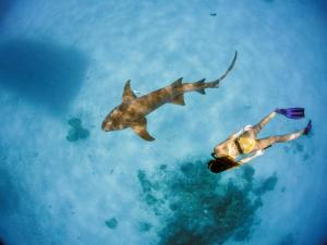 a man and a shark swimming in the water at Tides Dhigurah in Dhigurah