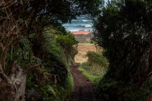 a dirt road through trees with a house in the background at Kuanza Nature Experience, Fajã do Belo in Fajã da Caldeira de Santo Cristo