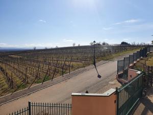 an empty road in a vineyard with a fence at Kanzel Residences in Beblenheim