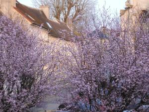 two trees with purple flowers in front of a building at Maison de Marie in Pont-Sainte-Maxence