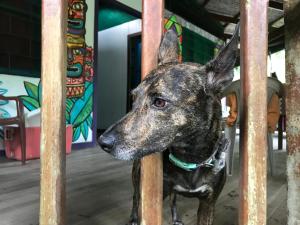 Ospiti di La Ruka Hostel con animali domestici